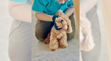 【出張しつけ専門】DOGLIFECorinth~13:13~のサブ写真２